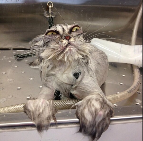 A wet cat after a bath.