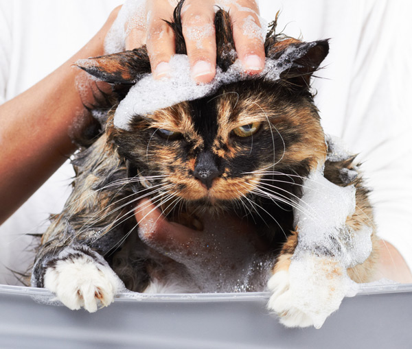 A grumpy cat in a bath.