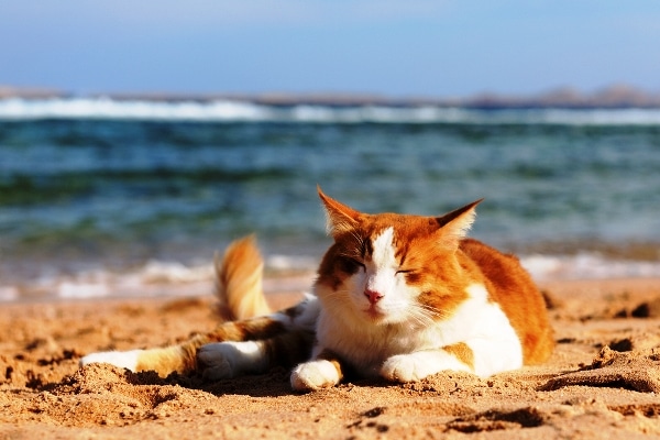 An orange and white cat hangs out on the beach in the sun. 