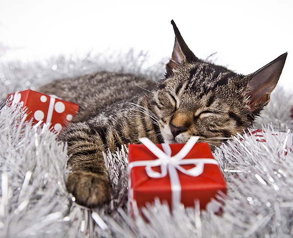 Image result for cat presents