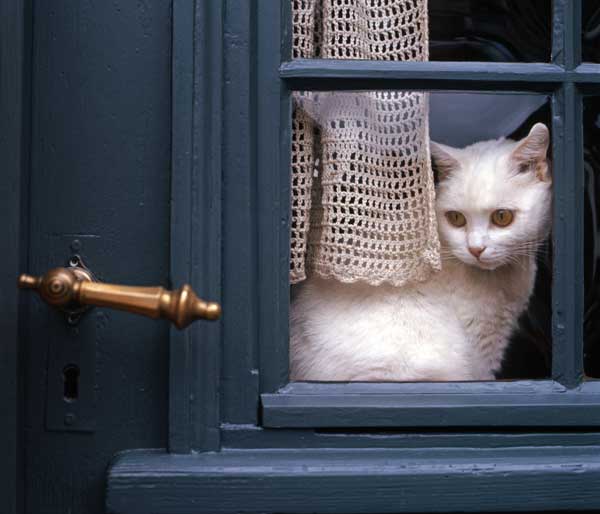 5 Ways to Stop Your Cat  from Falling Out of a Window  Catster