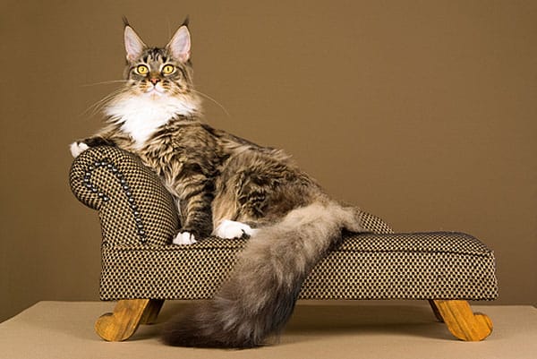 cat breeds with large paws