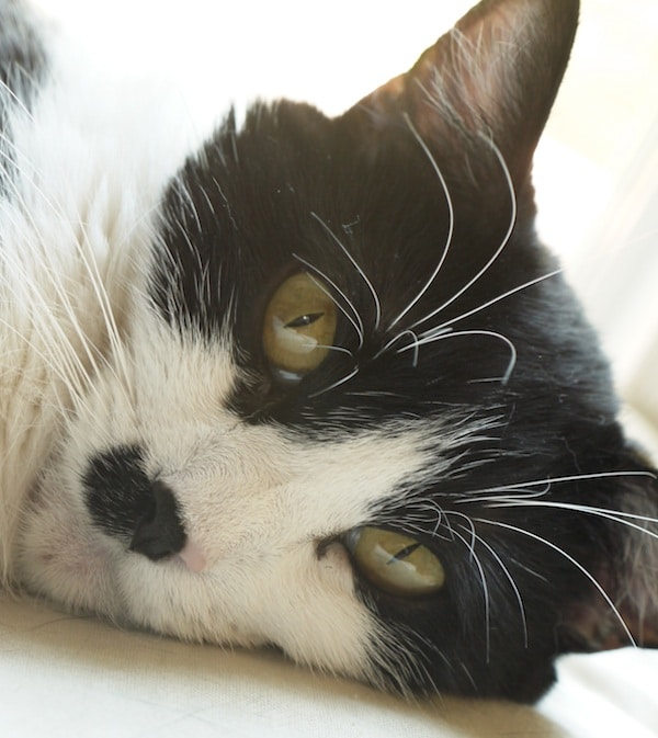 List 92+ Pictures Why Does My Cat Like To Be Scratched Under Her Chin