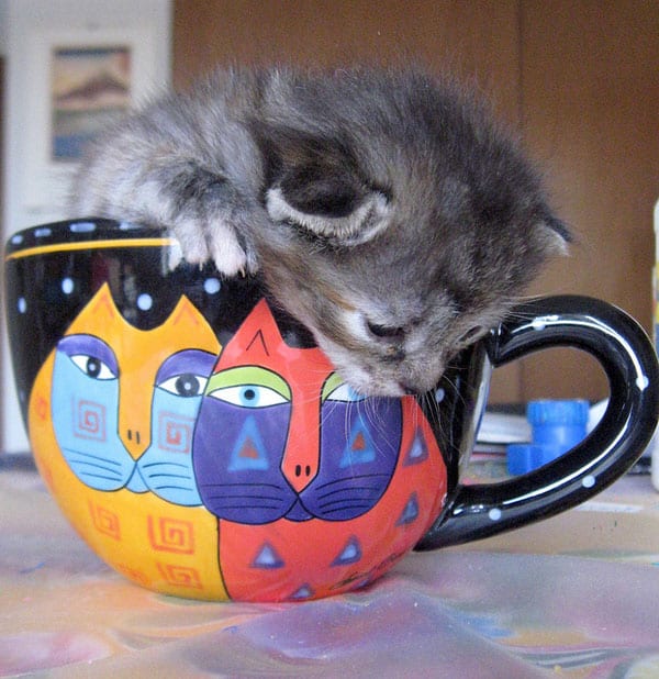 Your Daily Adorable 10 Photos of Kittens in Cups Catster