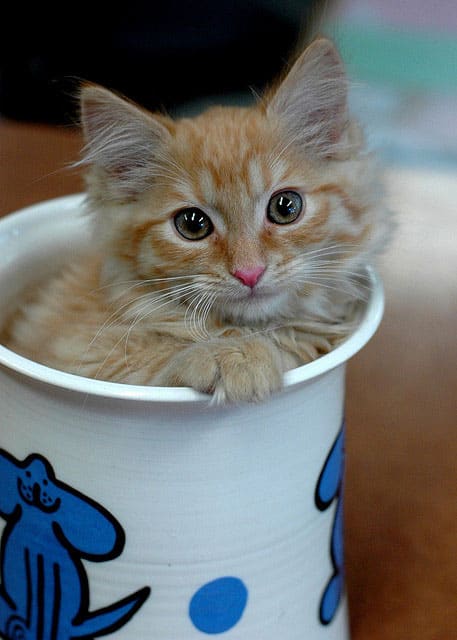 Your Daily Adorable: 10 Photos of Kittens in Cups - Catster