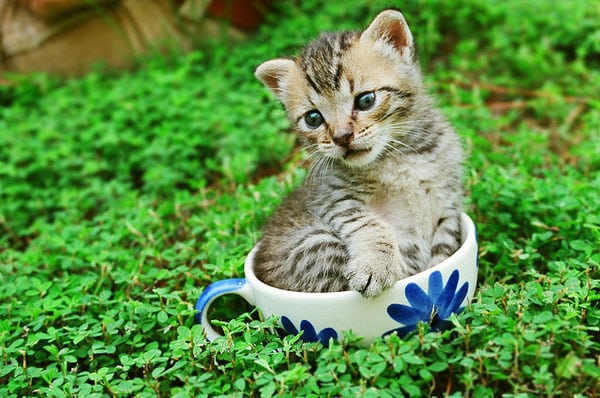 Your Daily Adorable 10 Photos of Kittens in Cups Catster