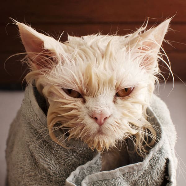 Cat Dandruff Cure toxoplasmosis