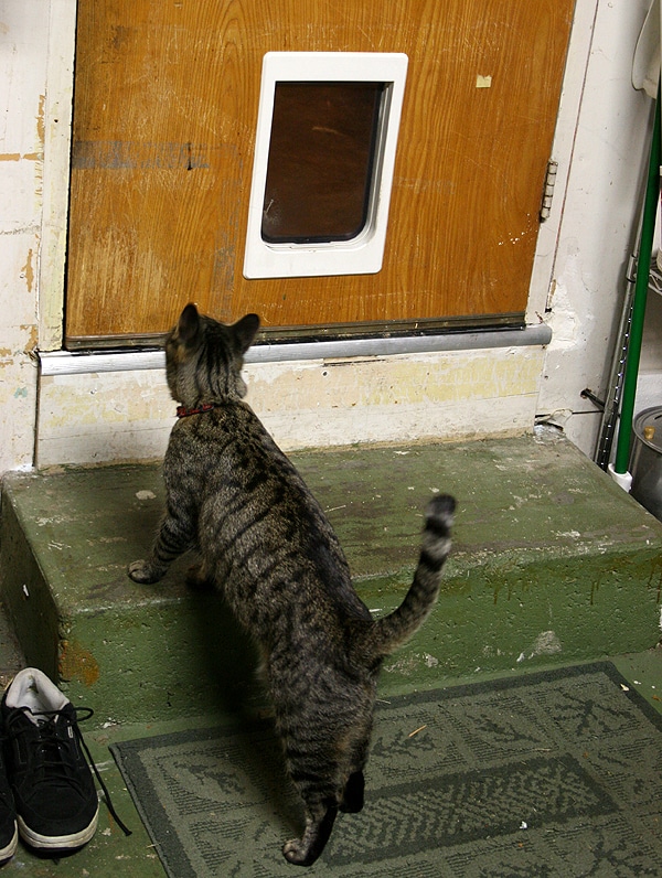 Let’s Talk Does Your Cat Use a Kitty Door? Catster