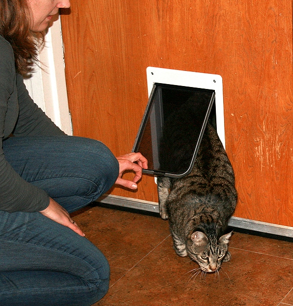 Let's Talk Does Your Cat Use a Kitty Door? Catster