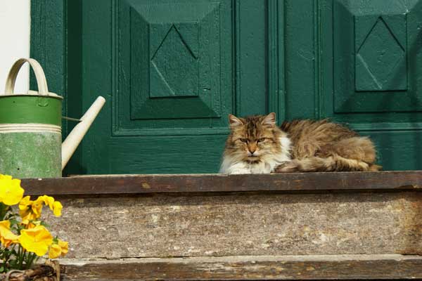 Image result for cat at house