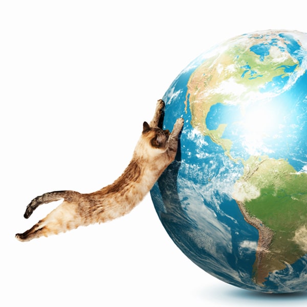 12 Ways Every Day Is Earth Day for Cats Catster