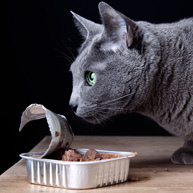 Download 7 Sounds That Make My Cats Run Like They've Lost Their ...