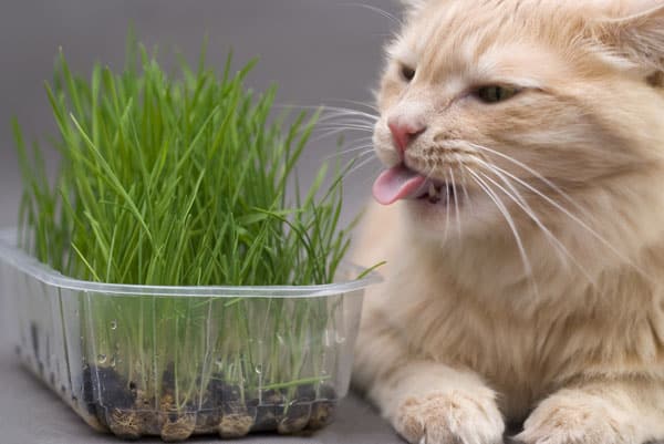 cat-eating-grass.jpg