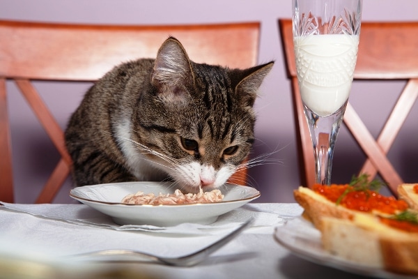 What to Do When Your Cat Gets Fussy About Eating - Catster