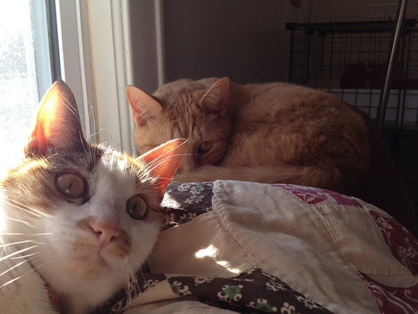 The 6 Ways Cats Will Photobomb You - Catster