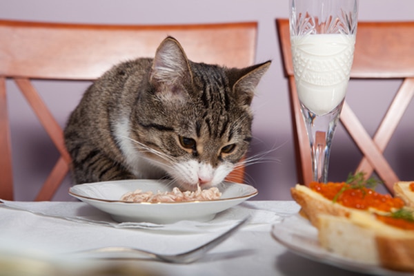 What Your Cat's Feeding Schedule Says About You - Catster