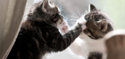 Cat fight essay 04 image