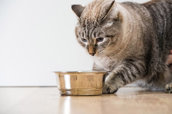 A tabby cat at his food bowl by Shutterstock