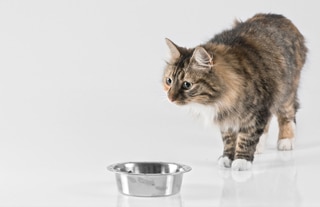 Ask a Vet: How Do I Treat Kidney Failure in My Cat? - Catster