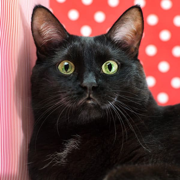 target cat ride on
