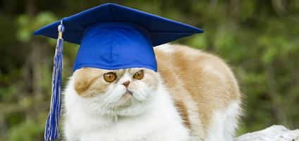 6 College Degrees for Cats - Catster