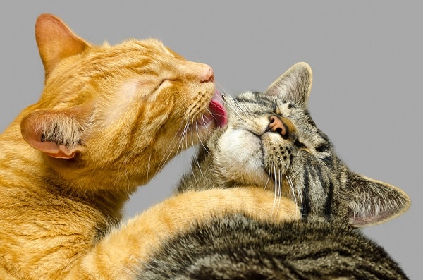 Cat grooming another cat by Shutterstock