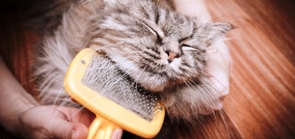 brushing cats fur