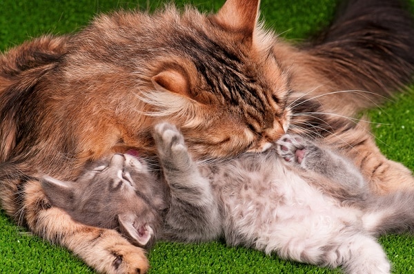 Cat grooming her kitten by Shutterstock