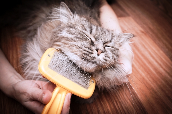 Cat’s Not Cleaning Bum Properly 