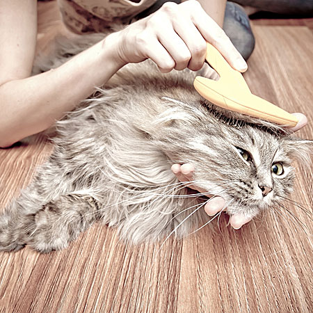 best brush for cats that hate to be brushed