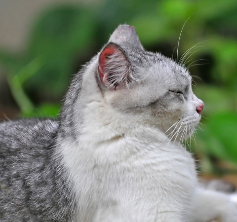 meditating cat