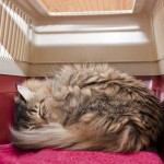 A cat sleeping in his cat carrier.