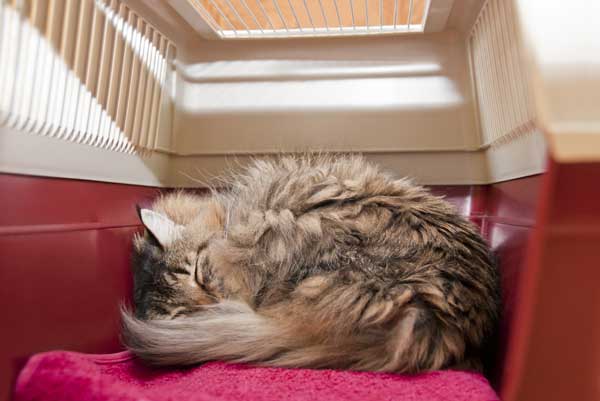 Cat Carrier Stress – Tips to make a carrier a cat-friendly place