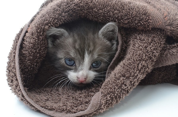 Can Paper Bedding Be Used For Cats Can Paper Bedding Be Used For Cats