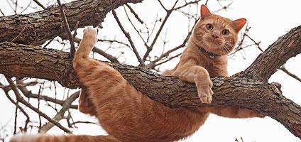 53 Best Photos Cat In Tree Cartoon / Cat stuck in tree attracts crowds of tourists on Arthur ...