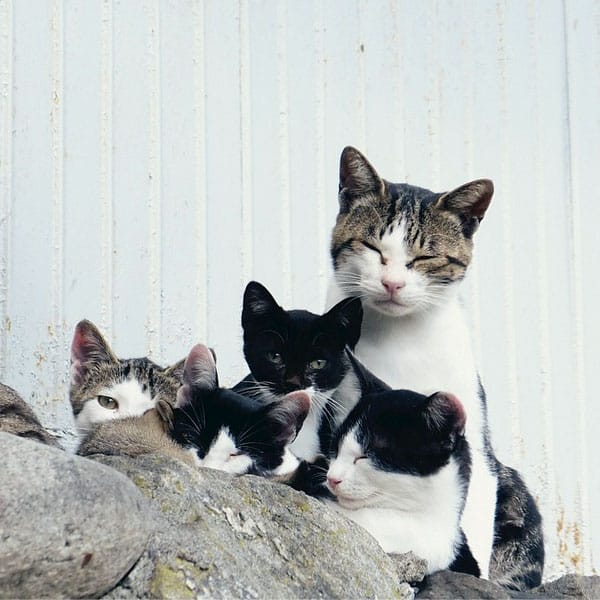 take a tour of the cat islands of the world catster