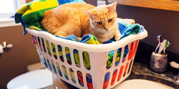 How to Clean Your House Without Harming Your Cats Catster