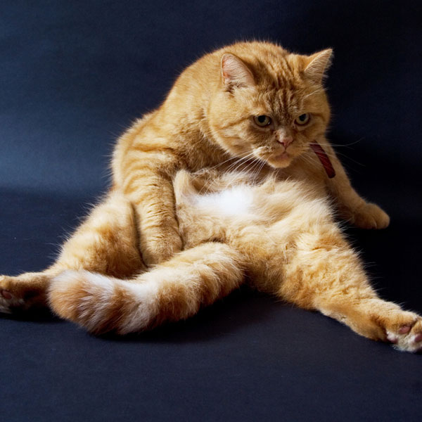 The Fanglish Dictionary of Essential Cat Slang Catster