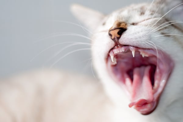 5 Great and Terrible Things About Your Cat’s Mouth Catster
