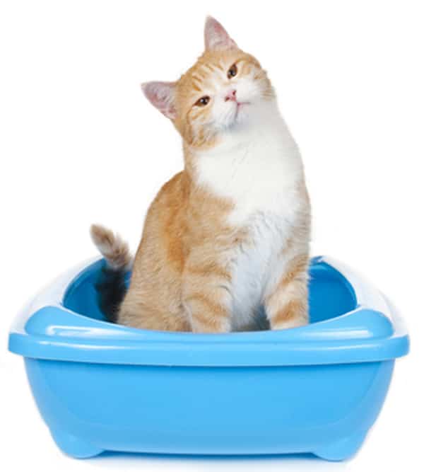 how to stop cat from digging in litter box