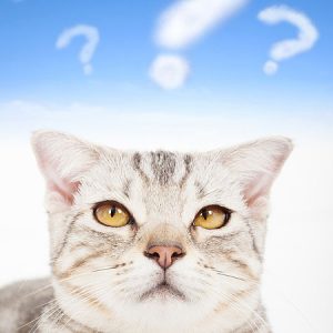 January 2021 Cat Events