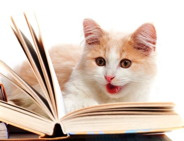 How Can Anyone Hate Cats How Can Anyone Hate Cats