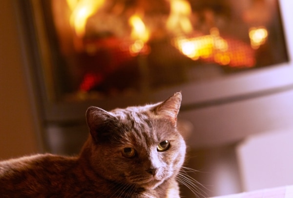 A cat relaxing by the fireplace. 