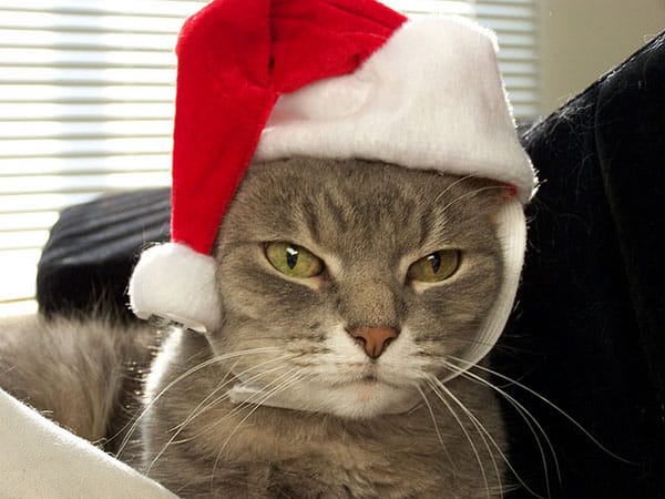 10 Festive Cats in Santa Hats - Catster