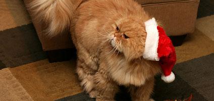10 Festive Cats in Santa Hats - Catster