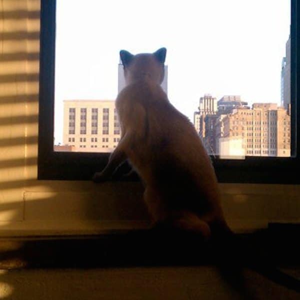 Have You Ever Seen a NonCat Person a Cat Lover? Catster