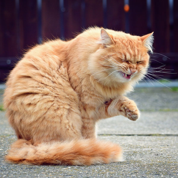 What Causes Cat Sneezing? Catster