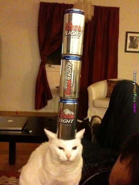 Forget Football: This Fall, We’re Into Competitive Cat Stacking - Catster