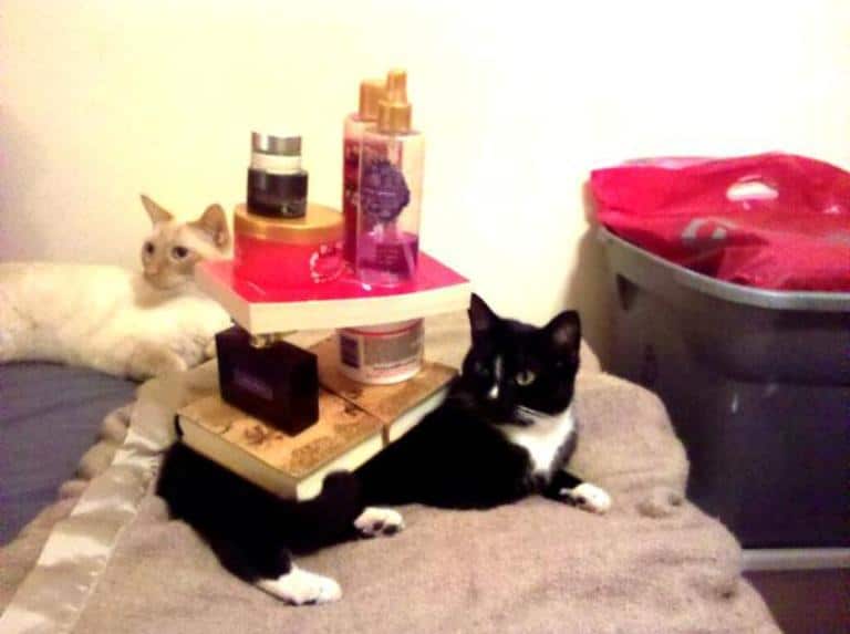cat stacks cat stacks