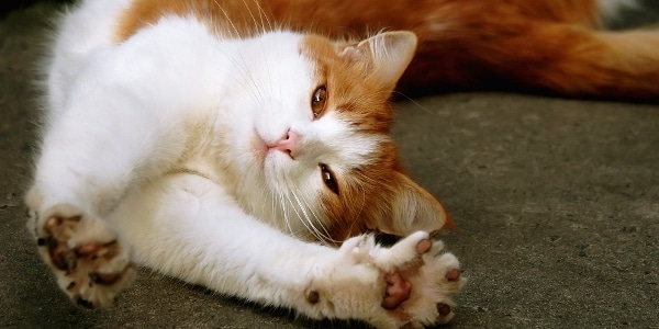 http://www.catster.com/wp-content/uploads/2015/06/cat-stretching-shutterstock_61984297.jpg